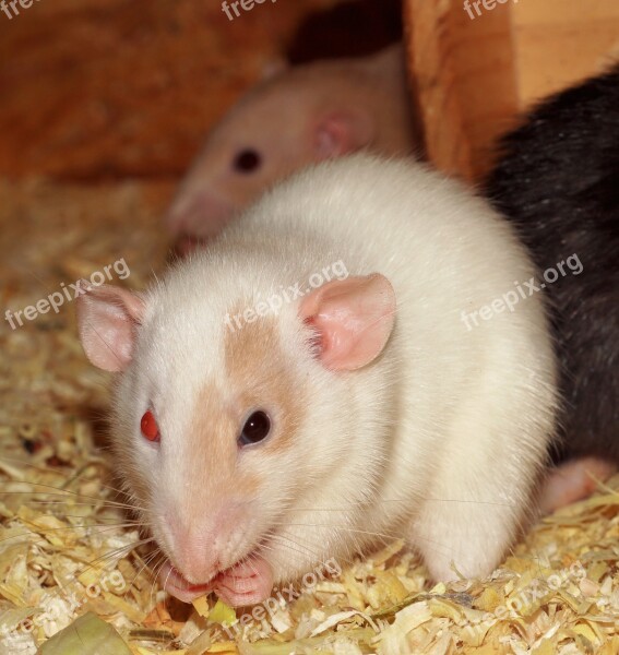 Rat Female Different Colored Eyes White Nager