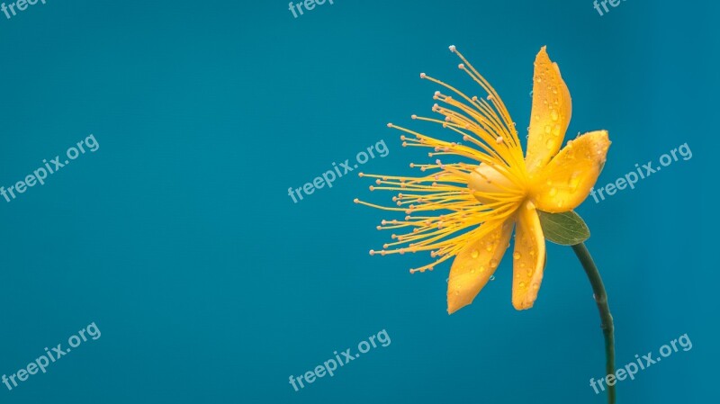 Flower Blue Yellow Flower Macro Desktop Background