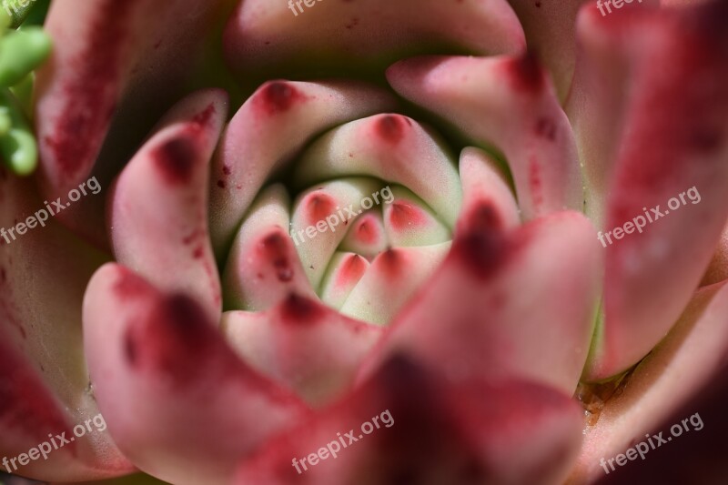 Cactus Cactus Flower Pink Blossom Bloom