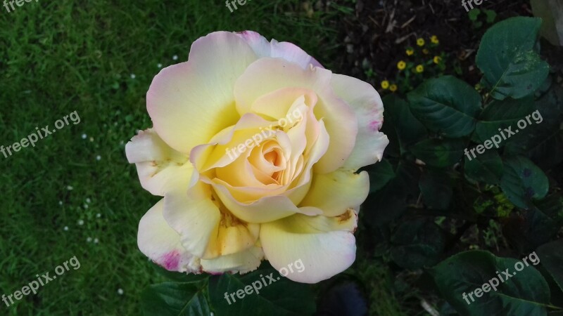 Scented Yellow Rose June Free Photos