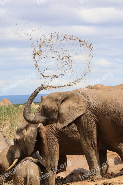 Elephant South Africa Addo National Park Proboscis Herd Of Elephants