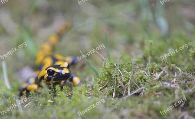 Fire Salamander Nature Salamander Amphibians Animal