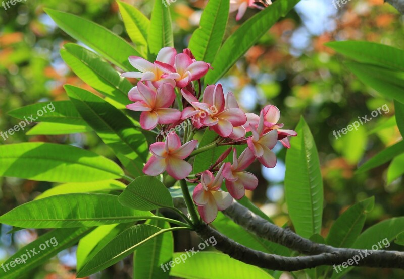 Flowers Plumeria Temple Flower Kathgolop Free Photos