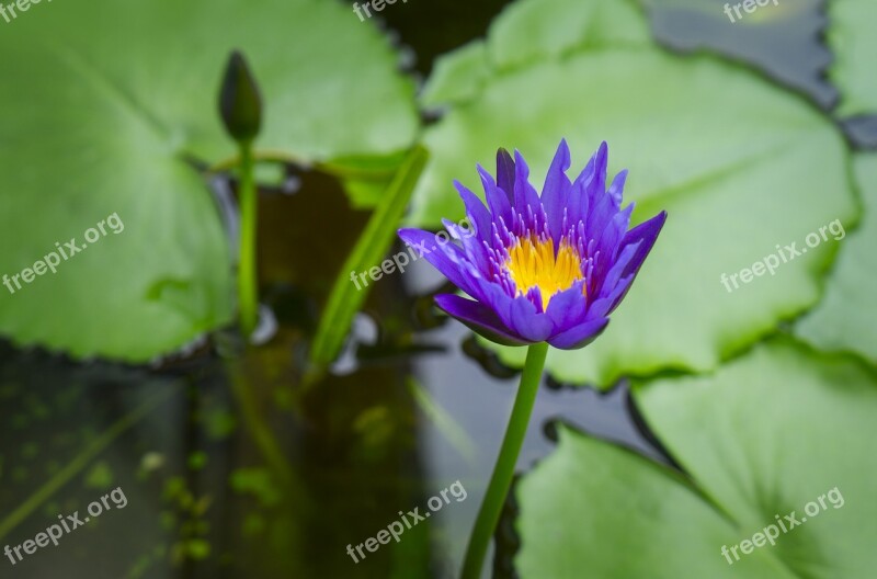 Natural Lily Blue Purple Free Photos