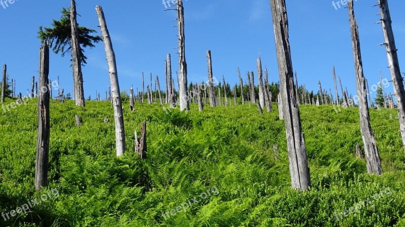 Krkonoše Giant Mountains Mountains Nature Landscape Tree