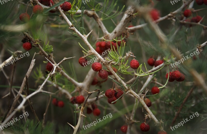 Berry Nature Winter Red Berries Free Photos