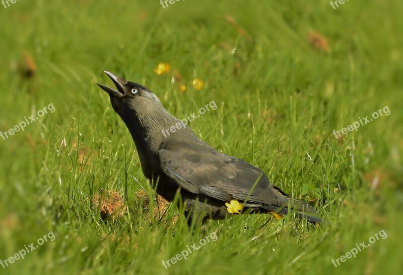 Jackdaw Natura Bird City Corvidae