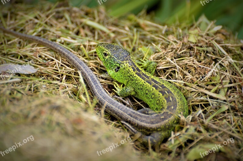 Sand Lizard Reptile Lizard Nature Cold Blooded Animals