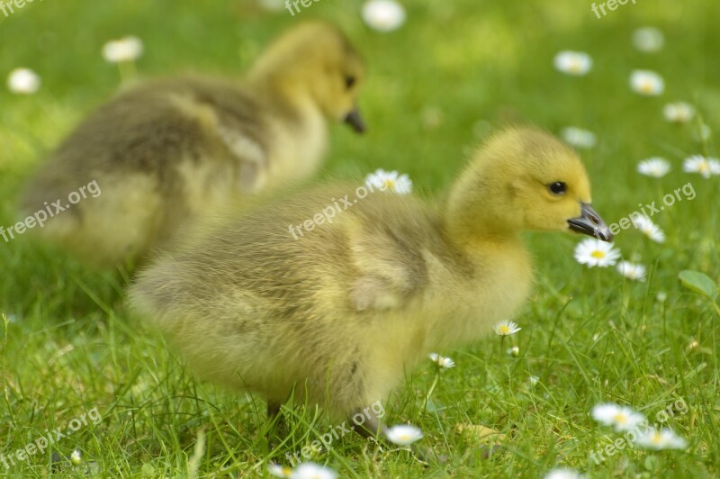 Canada Geese Birds Nature Animal World Chicken