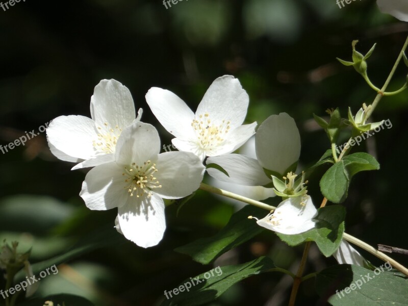 Jasmine Beautiful Flower Summer Blooming Jasmine Flower