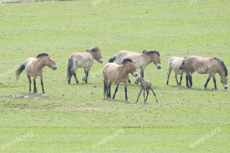 Ardennes Rochefort Zoo Han Przewalski Horses Birth