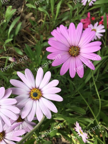 Purple Daisy's Leaves Petals Nature