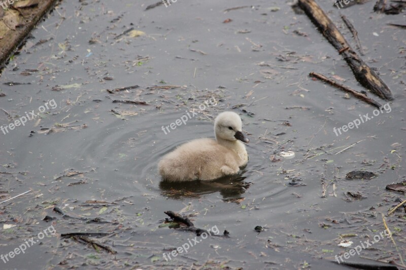 Swan Duck Hatching Young Animal Fauna