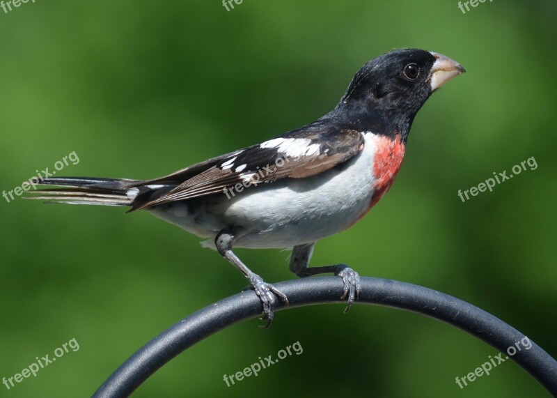 Rose Breasted Grosbeak Bird Nature Grosbeak Animal