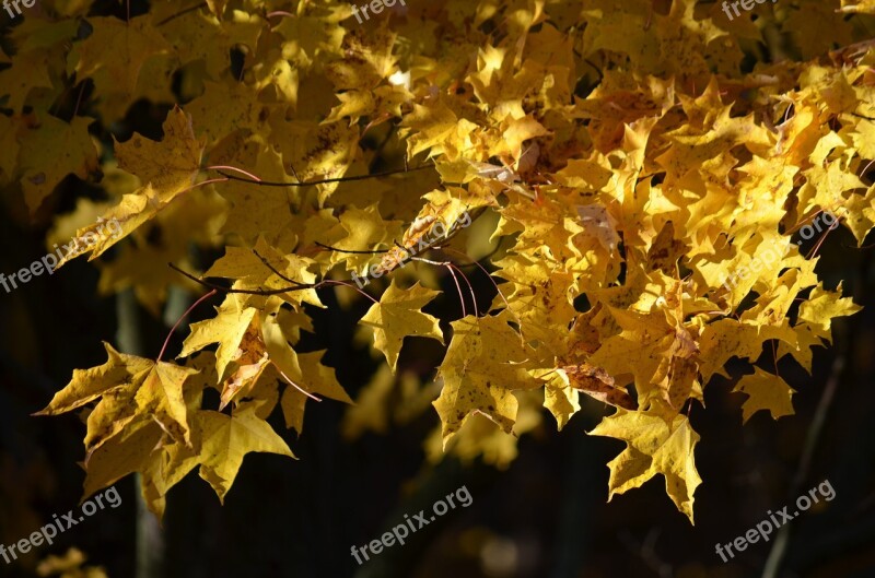 Fall Autumn Yellow Nature Tree