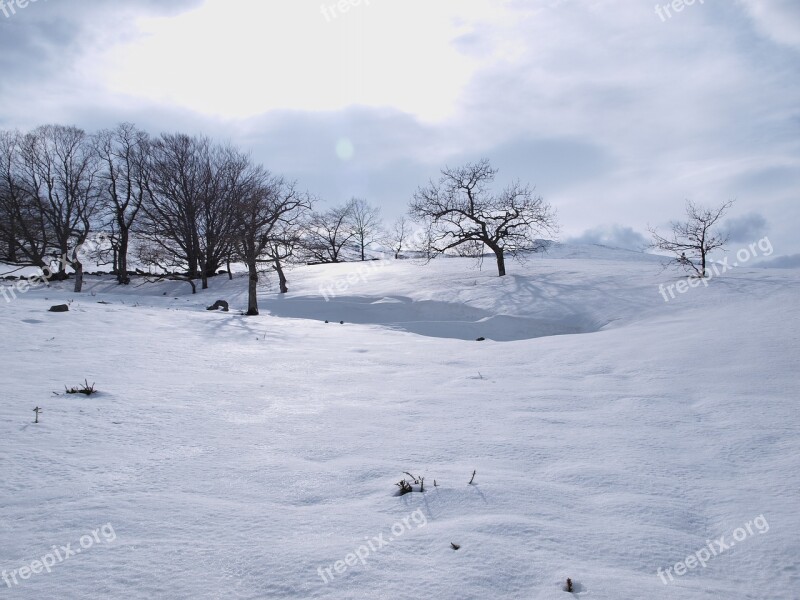 Snow Christmas Park Nature Cold