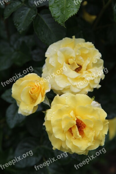 Yellow Rose Pink Roses Rosebush Flowering