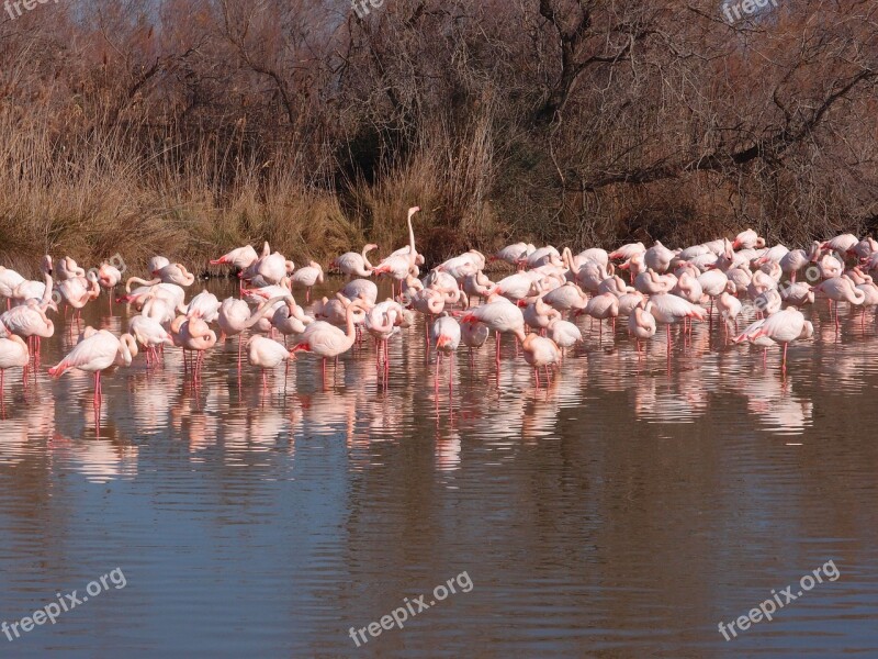 Camargue Flamingo Provence Free Photos