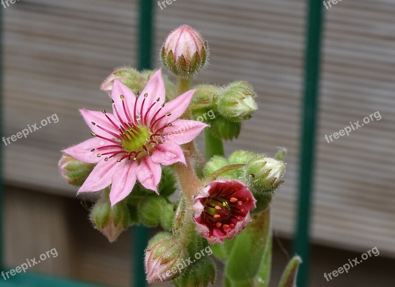 Houseleek Dachwurz Succulent Stone Garden Rosette