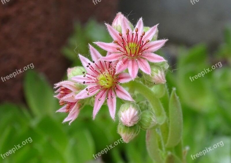 Houseleek Dachwurz Succulent Stone Garden Rosette