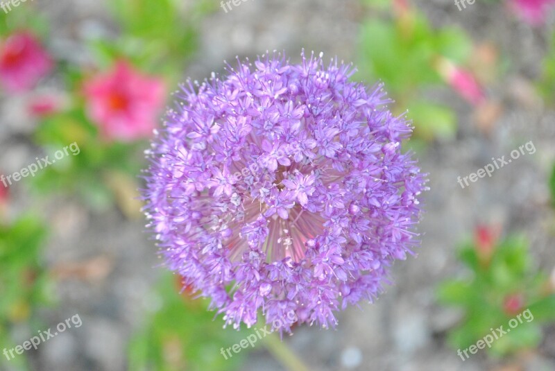 See Flowers Flowering Nature Purple Flowers