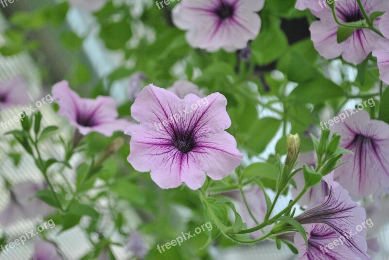 See Flowers Flowering Nature Purple Flowers