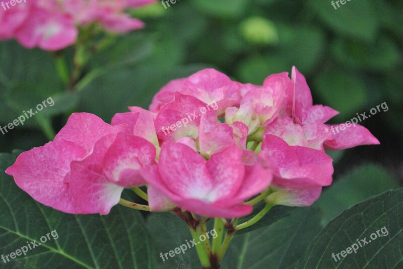 Hydrangea Pink Nature Spring The Spectator