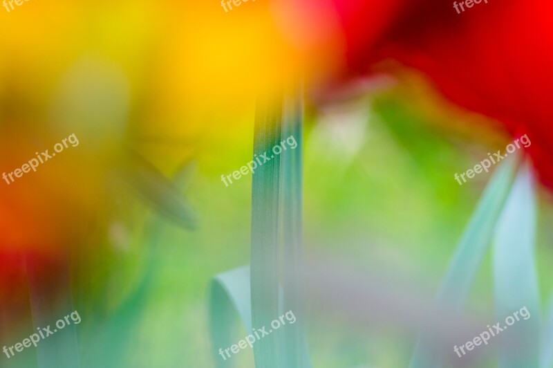 Abstract Nature Bokeh Macro Macro Photography