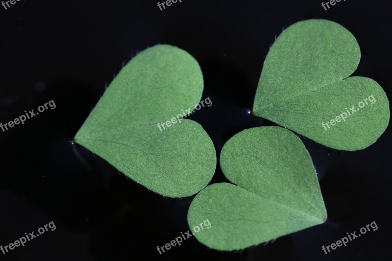 Clover Green Nature Shamrock Plants