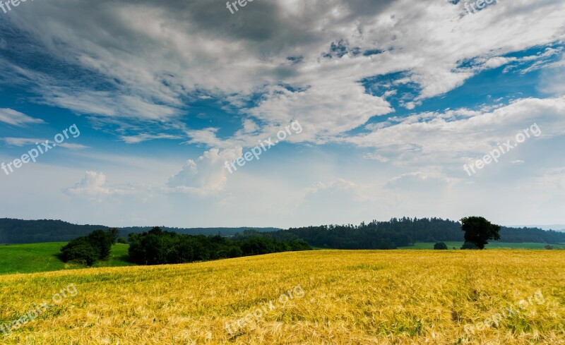 Wheat Field Sky Wheat Grain Agriculture