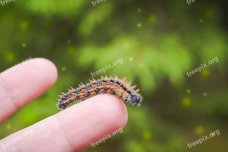 Caterpillar Finger Bokeh Prickly Butterfly