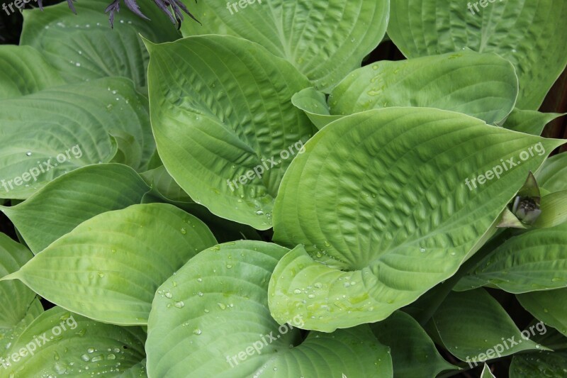 Plantain Lily Hosta Leaf Leaves Ribbed