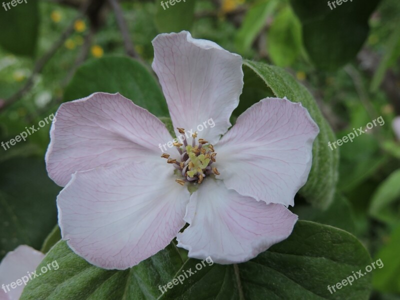 Quince Flower Pink Quince Pink Flower Petals