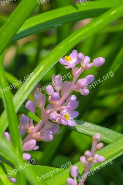 Flower Plant Purple Flowers Nature Bloom