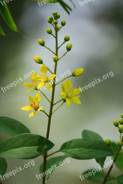 Flower Plant Yellow Flower Nature Bloom