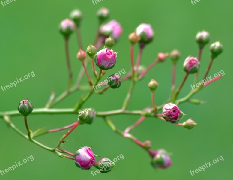 Rosebush Pink Flower Pink Rose Branch