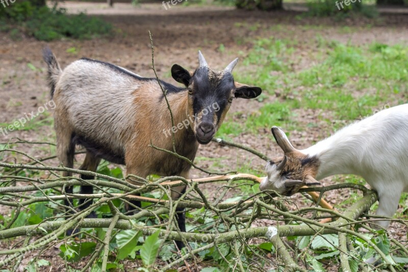 Goat Play Branches Animal Biquette