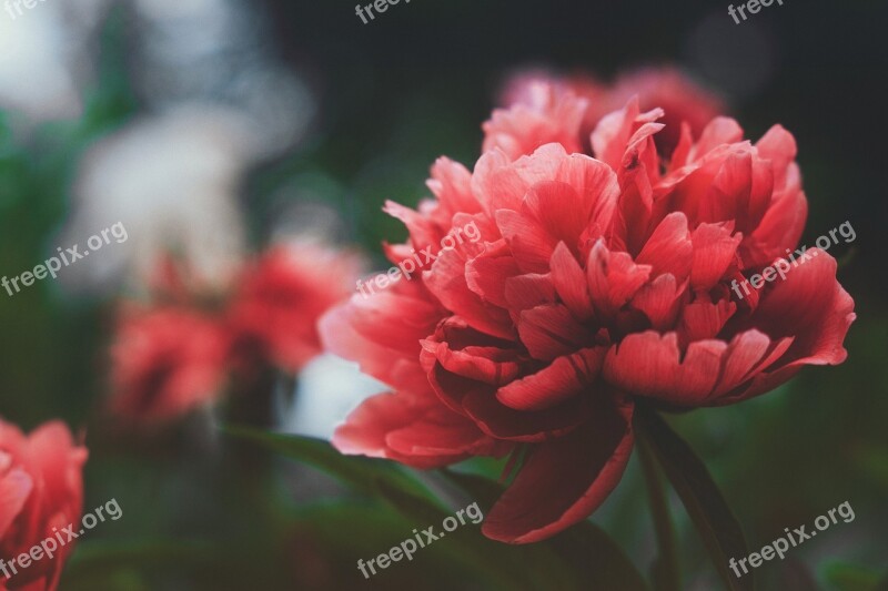 Red Flowers Plant Bloom Free Photos