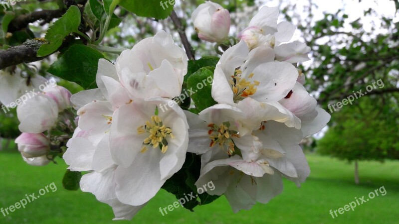 Blossom Bloom Apple Fruit Spring