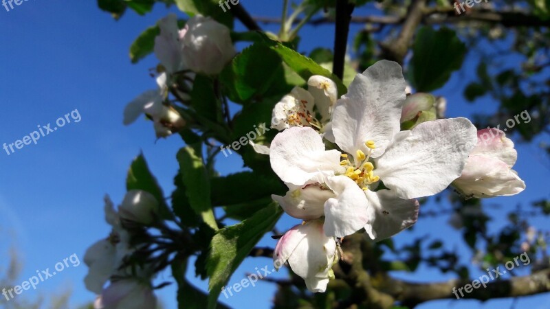 Blossom Bloom Apple Tree Blossom Apple Tree Spring