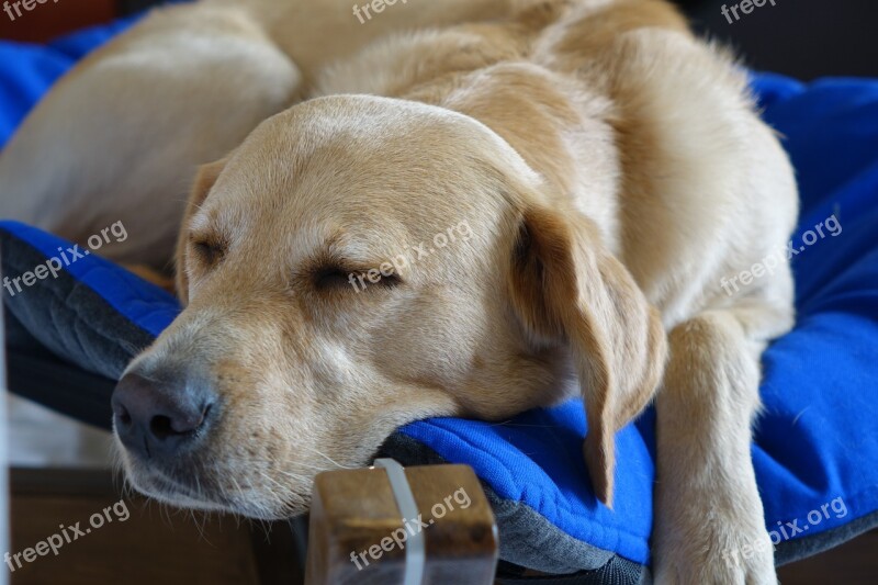 Dog Sleeping Dog Dog Bed Labrador Favorite Place