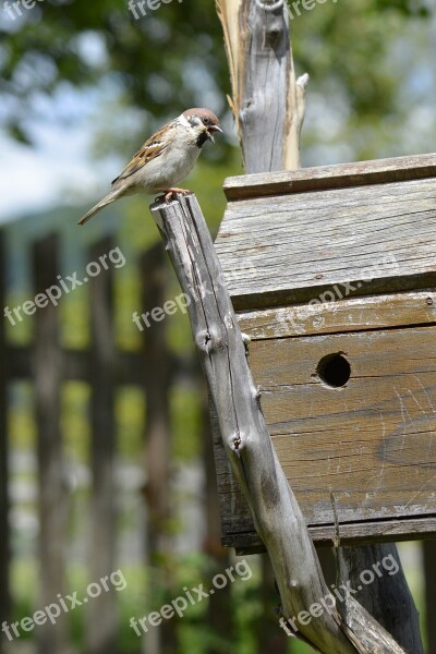 Sparrow Bird Birds House Birds Cage Country