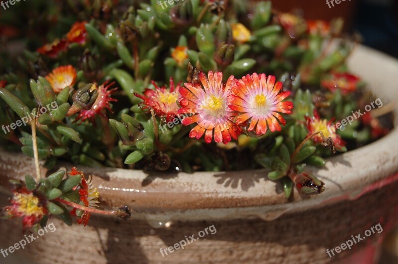 Succulent Plants Succulent Plant Plant Ground Cover Drops Red Flowers