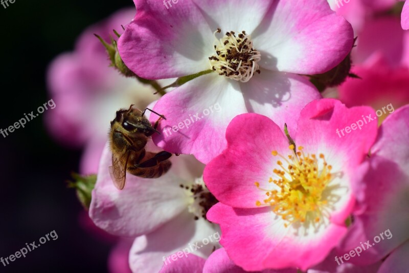 Wild Rose Bush Rose Blossom Bloom Nature