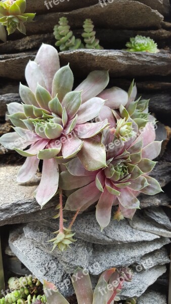 Nature Plant Flower Garden Leaf