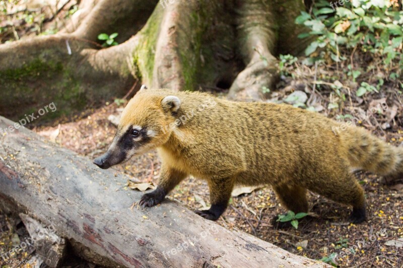 Coati Ecological Park Of Tietê São Paulo Nature Ecology