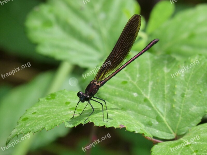 Dragonfly Damselfly Calopteryx Haemorrhoidalis Black Dragonfly Damisel·the Endolada