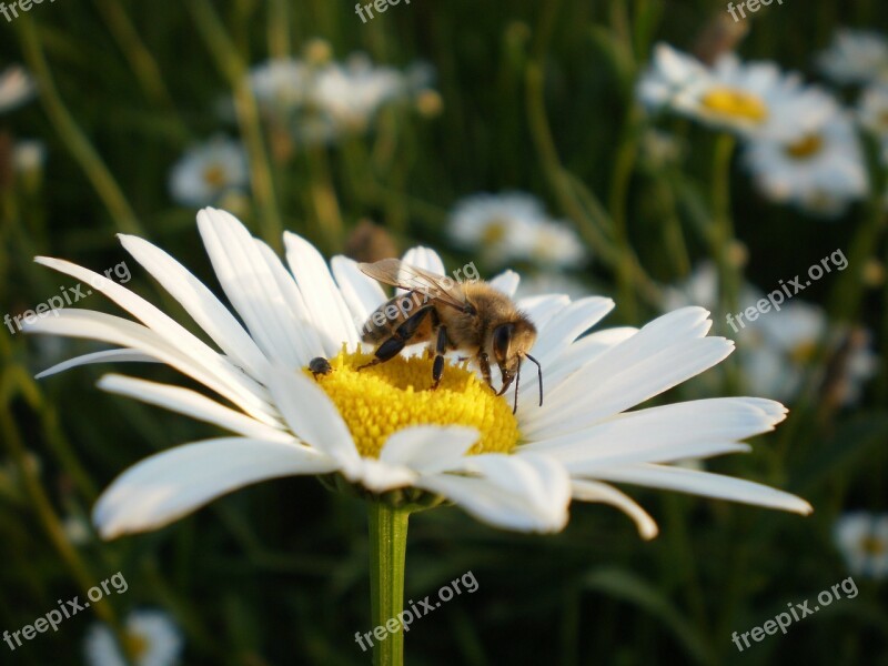 Bee Daisy Flower Nature Honey