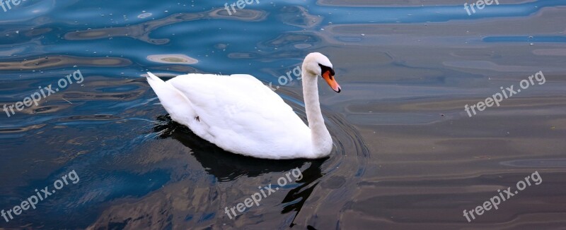 Swan Lake Water Swans Animal