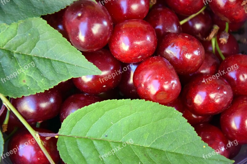 Cherries Fruit Summer Red Food